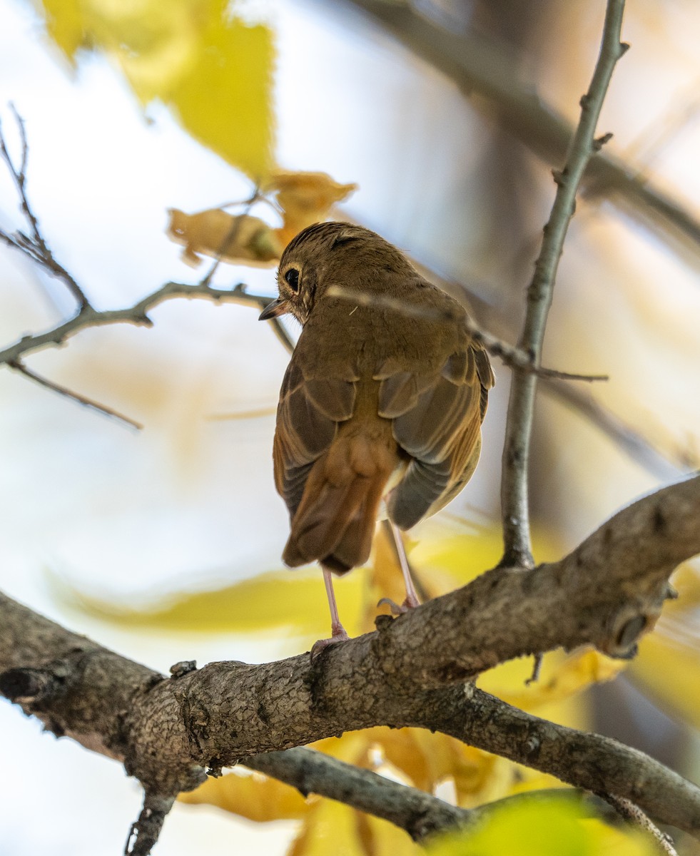 Hermit Thrush - ML625414894