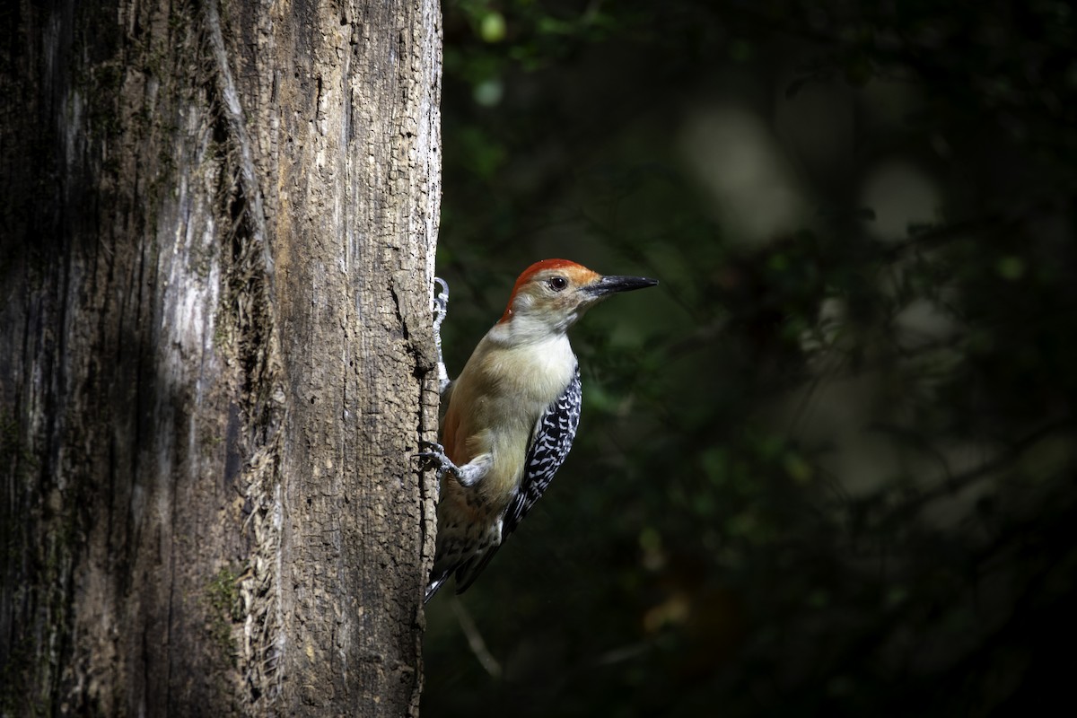 Red-bellied Woodpecker - ML625414906