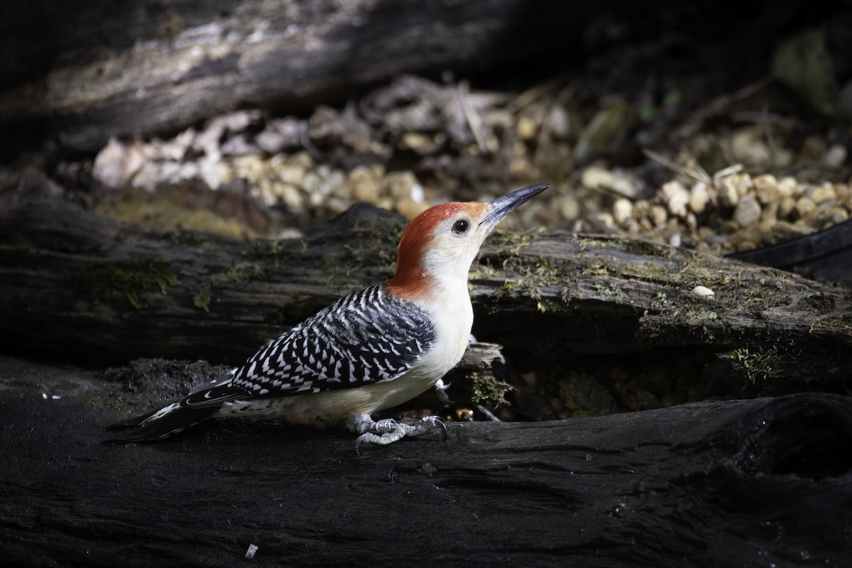 Red-bellied Woodpecker - ML625414907