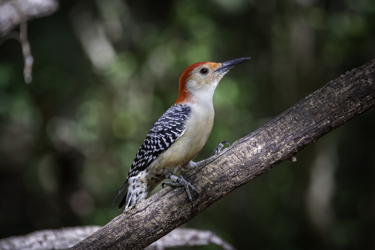 Red-bellied Woodpecker - ML625414908