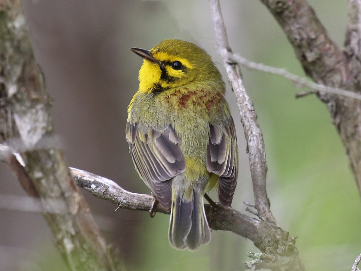 Prairie Warbler - ML625414910
