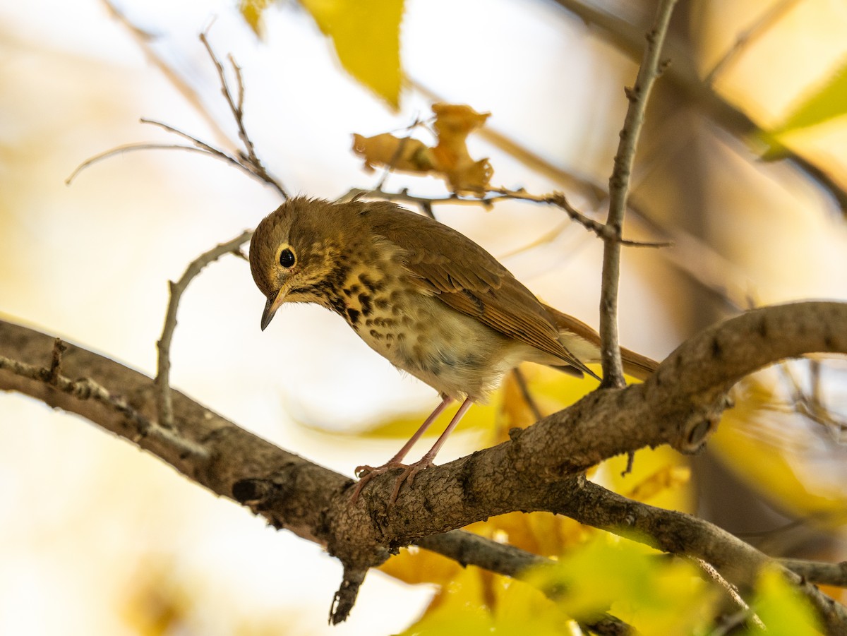 Hermit Thrush - ML625414913