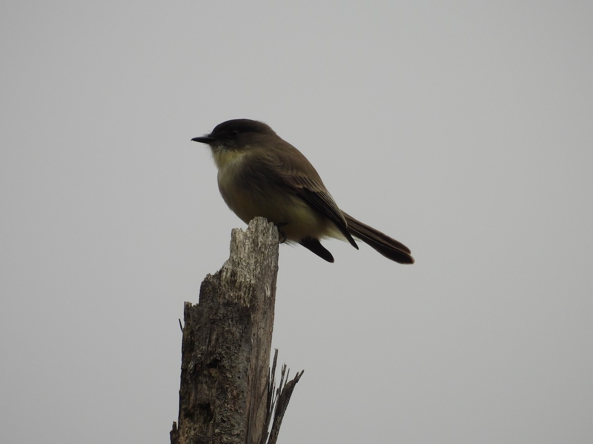 Eastern Phoebe - ML625415011