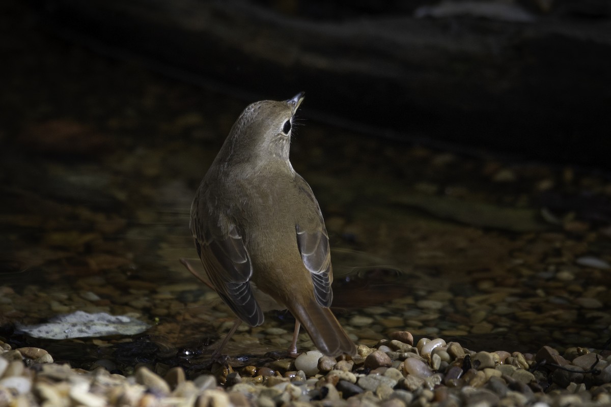 Hermit Thrush - ML625415037