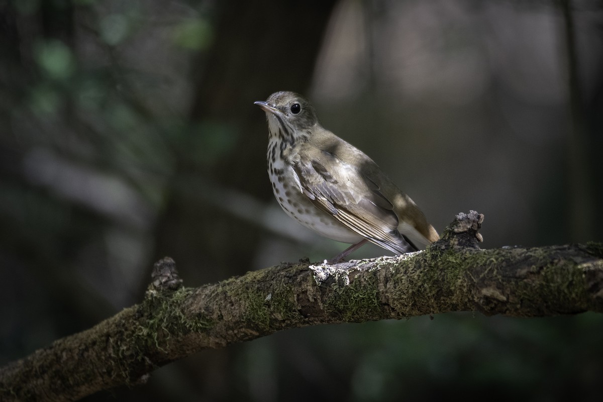 Hermit Thrush - ML625415038