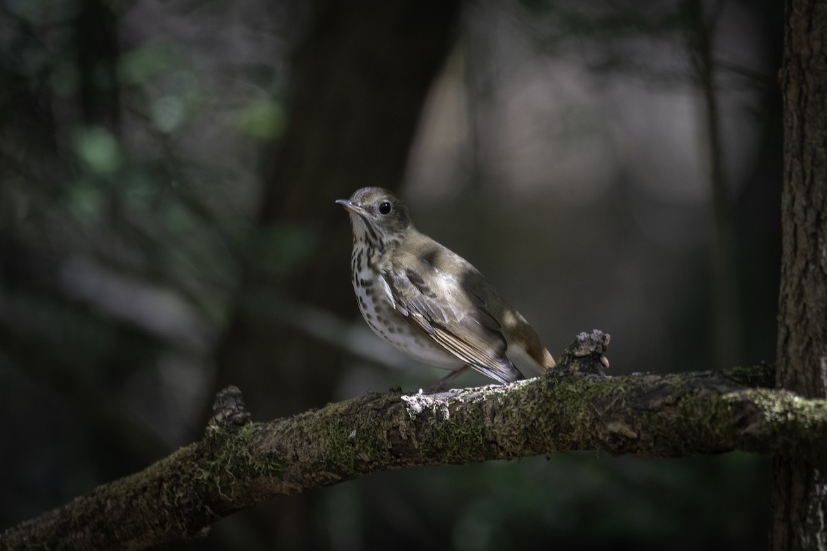 Hermit Thrush - ML625415039