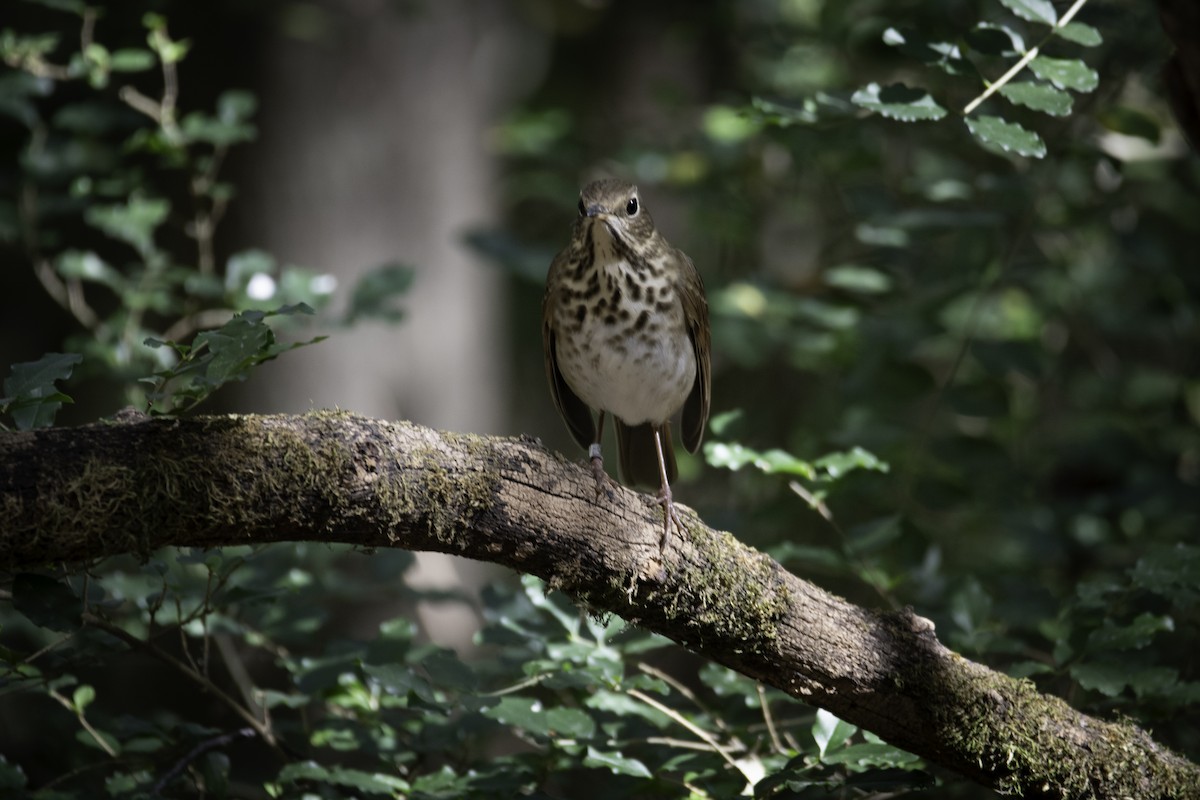 Hermit Thrush - ML625415040