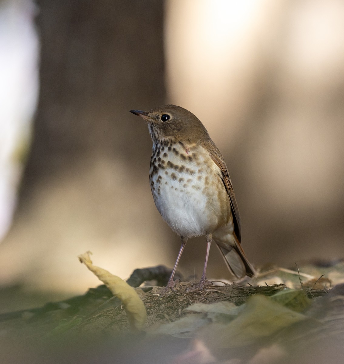 Hermit Thrush - ML625415045