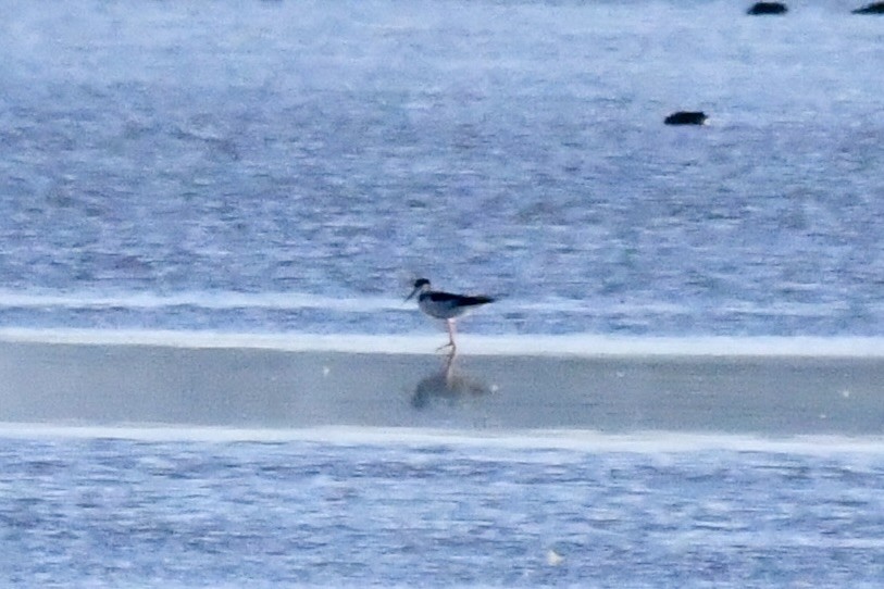 Black-necked Stilt - ML625415074