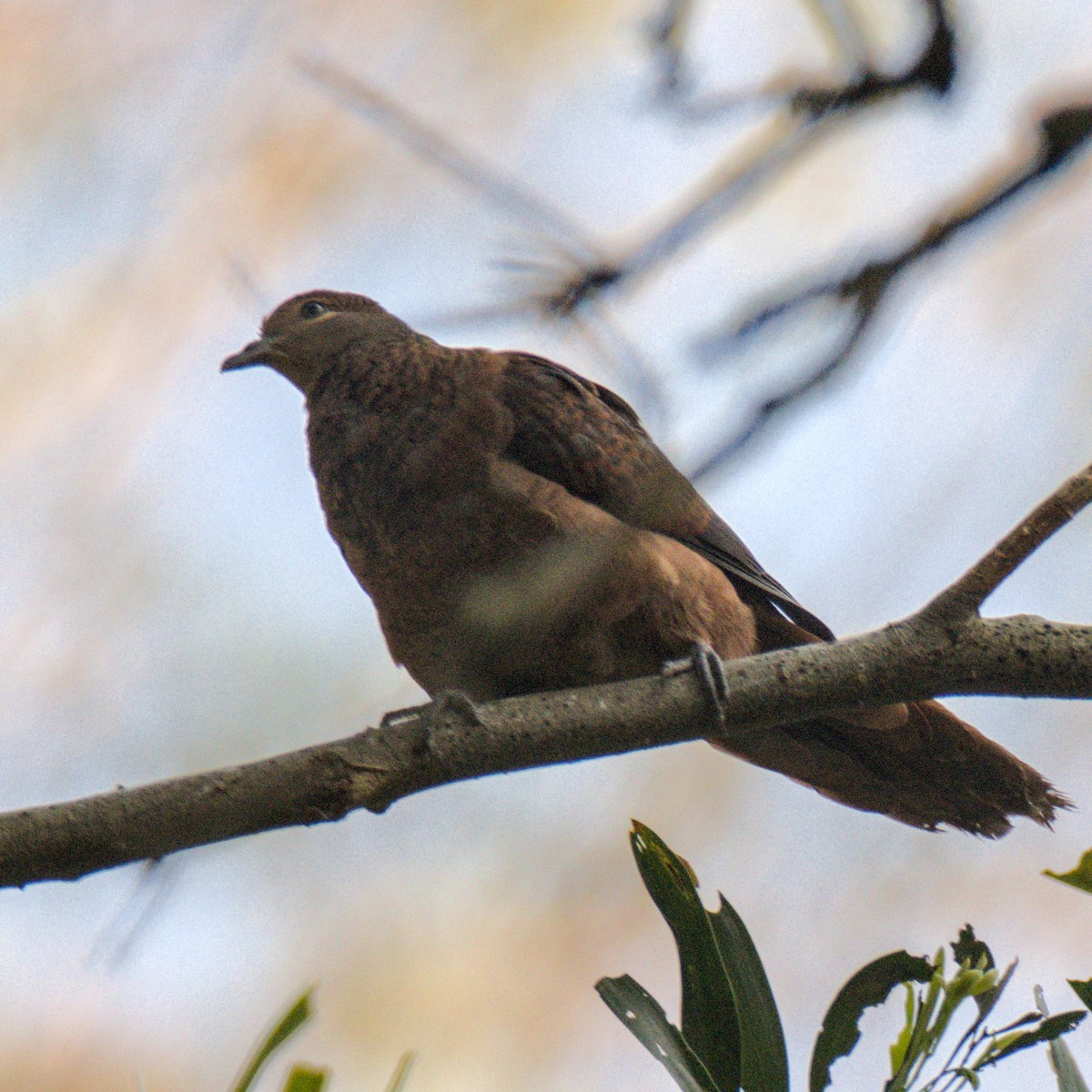 Brown Cuckoo-Dove - ML625415099