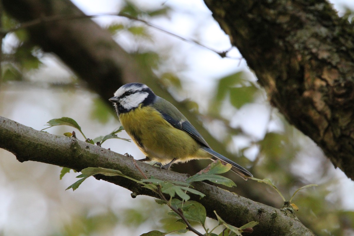 Eurasian Blue Tit - M Alexander