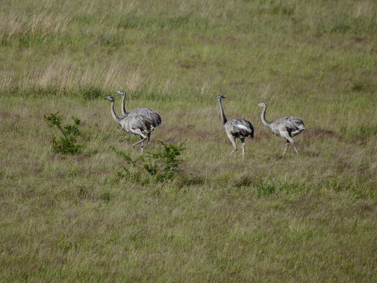 Greater Rhea - ML625415159