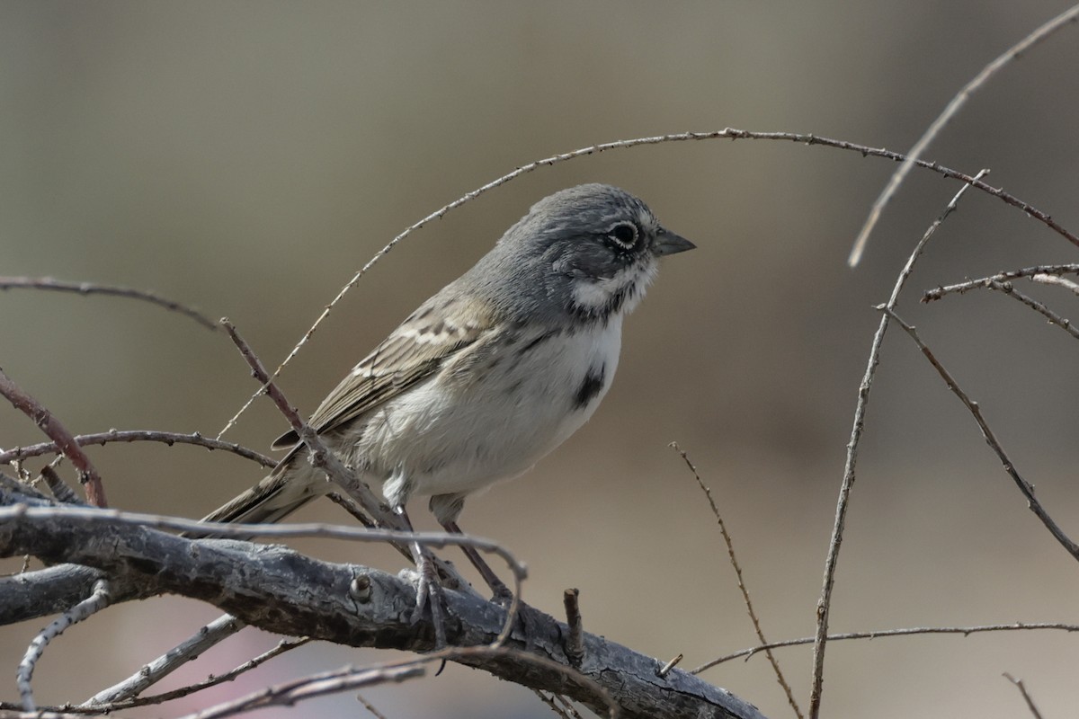 Bell's Sparrow - ML625415184