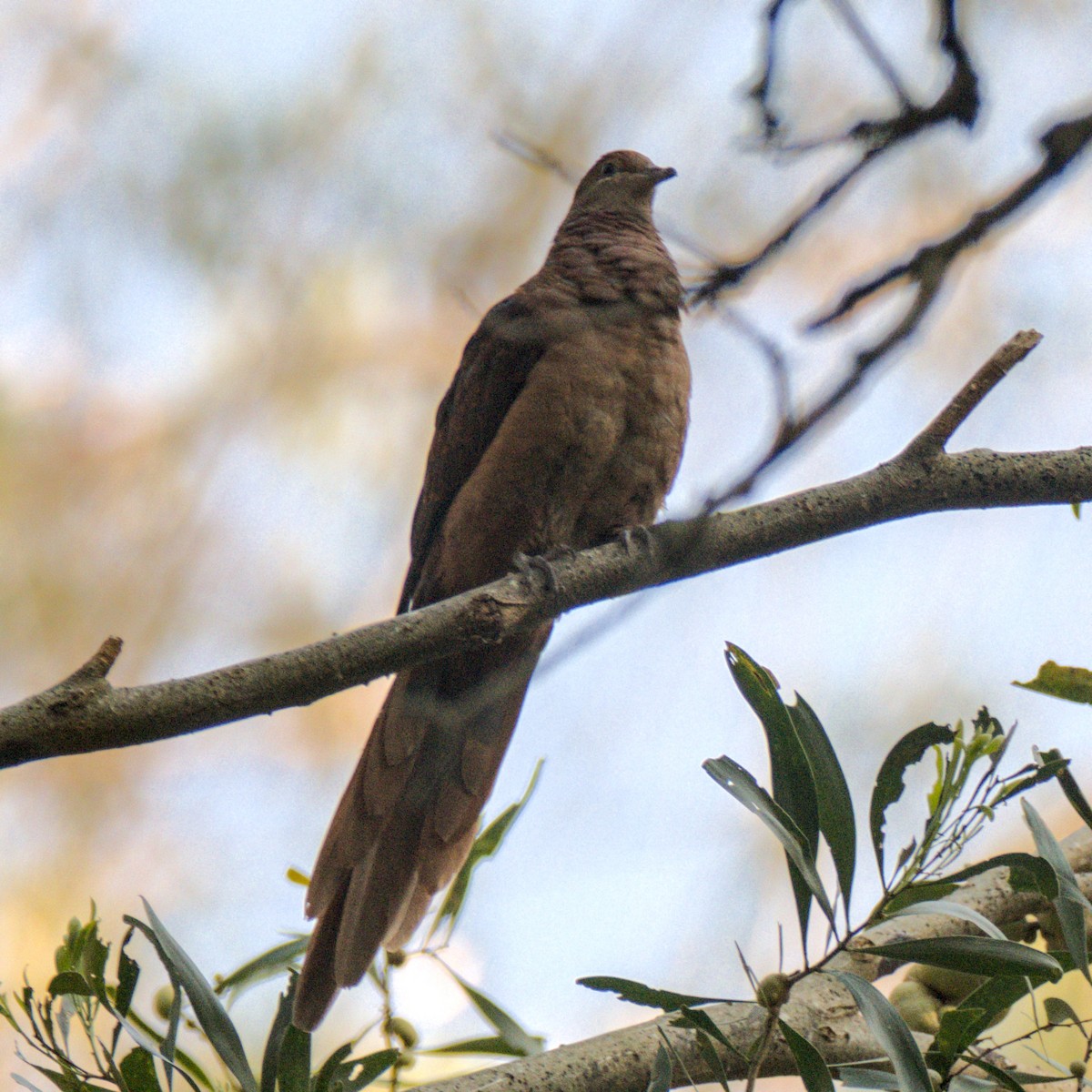 Brown Cuckoo-Dove - ML625415190