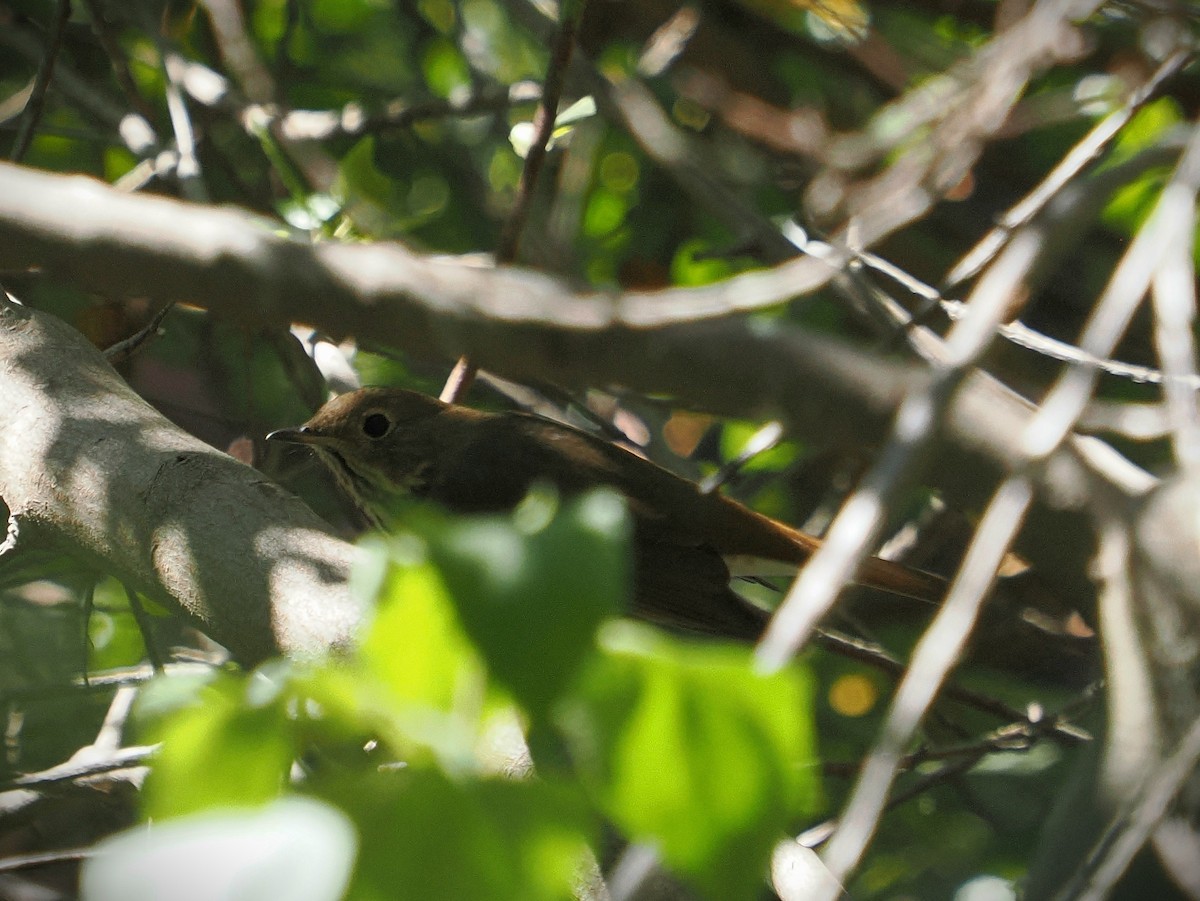 Hermit Thrush - ML625415203