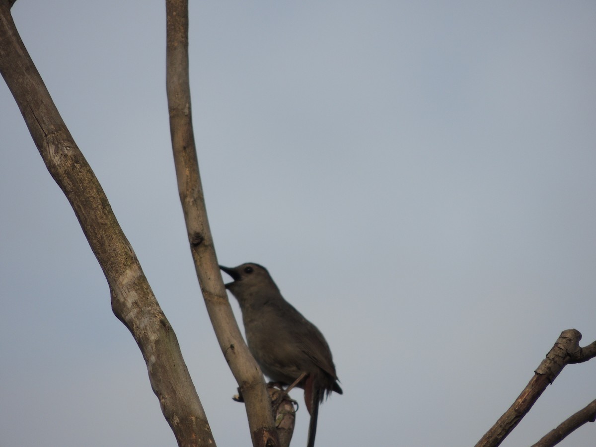 Pájaro Gato Gris - ML62541521