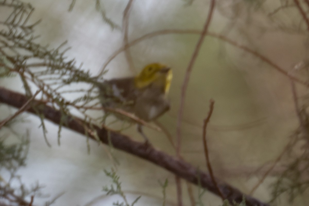 Hermit Warbler - Becca Cockrum