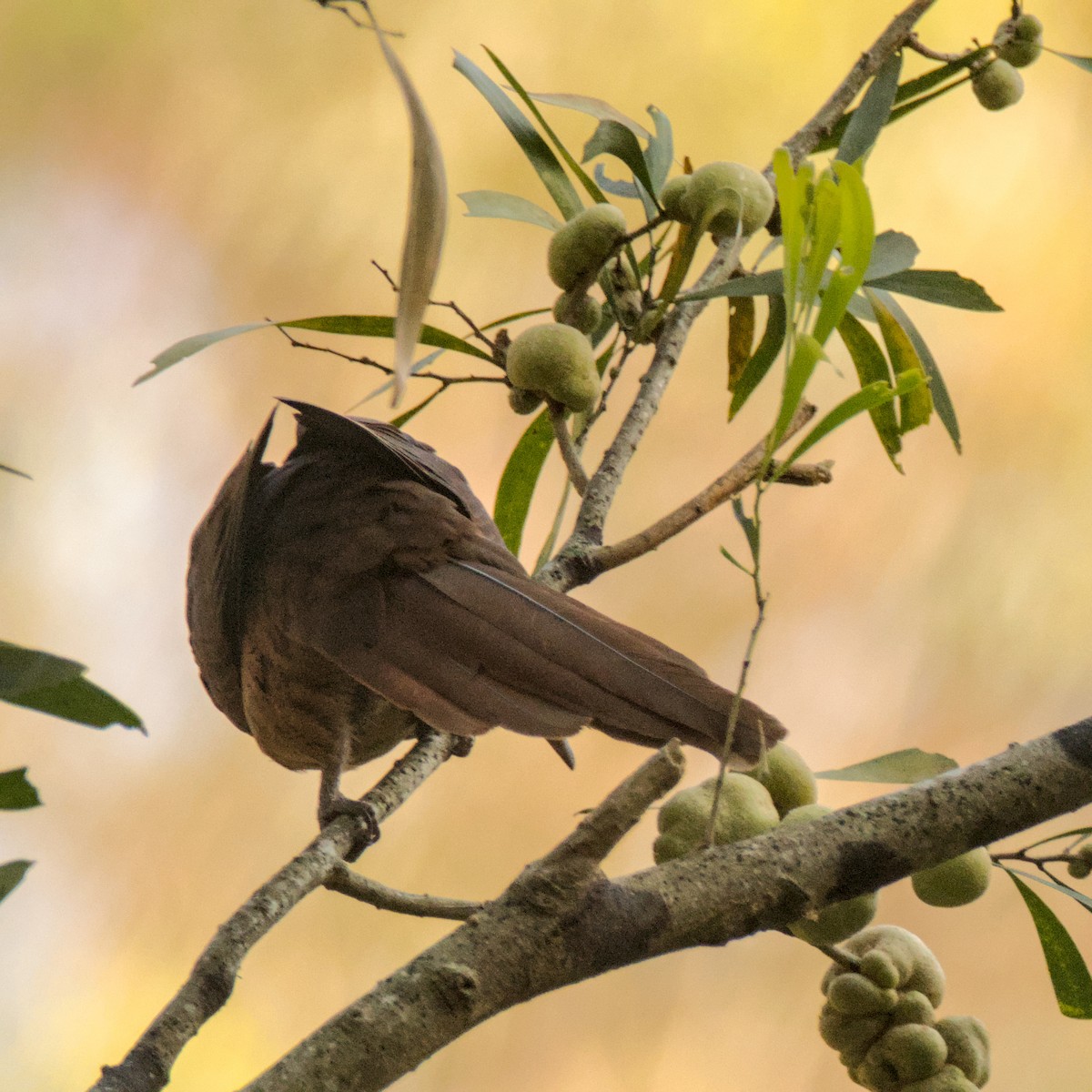 Brown Cuckoo-Dove - Tyler Beutel