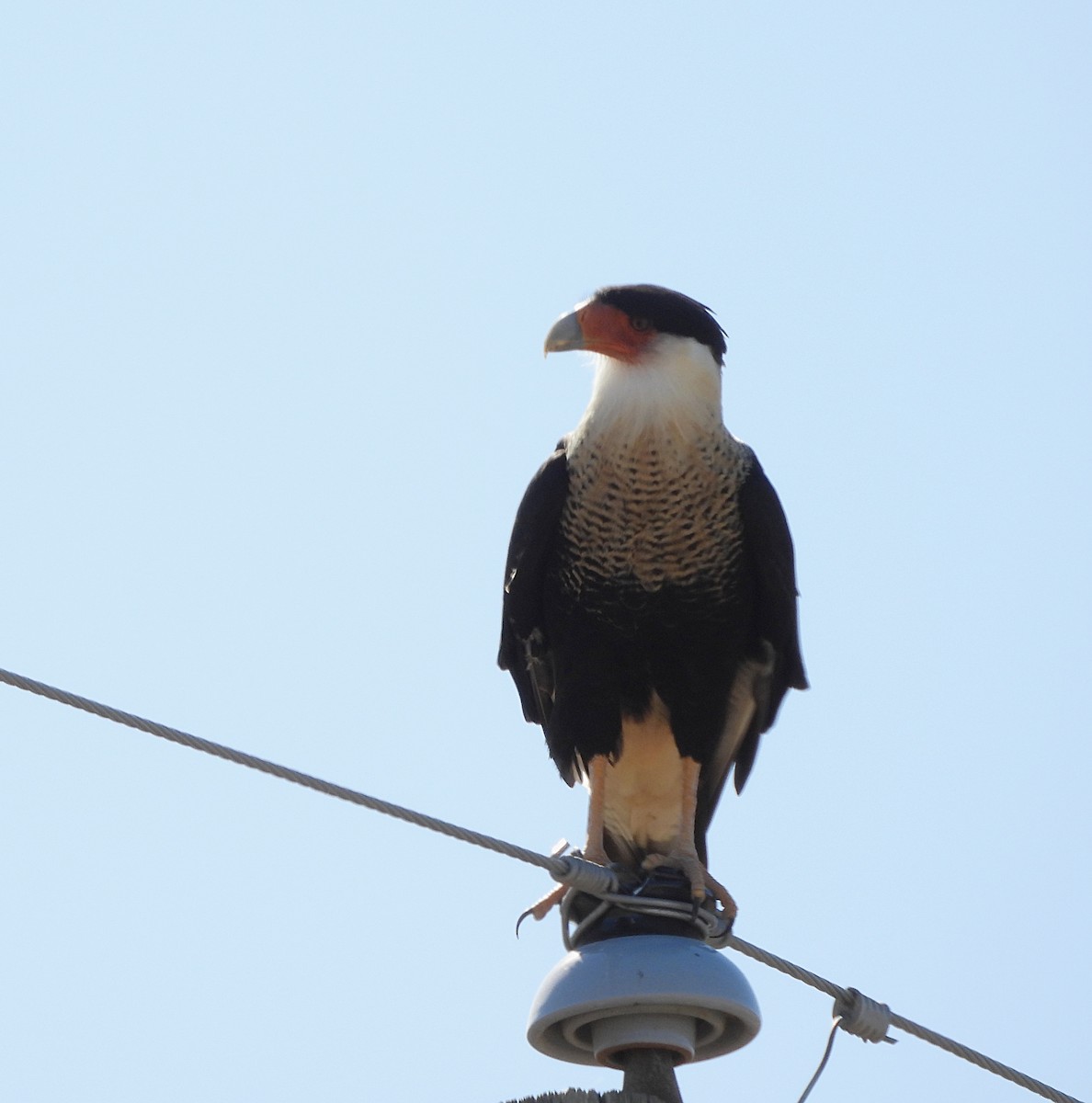 Crested Caracara (Northern) - ML625415354