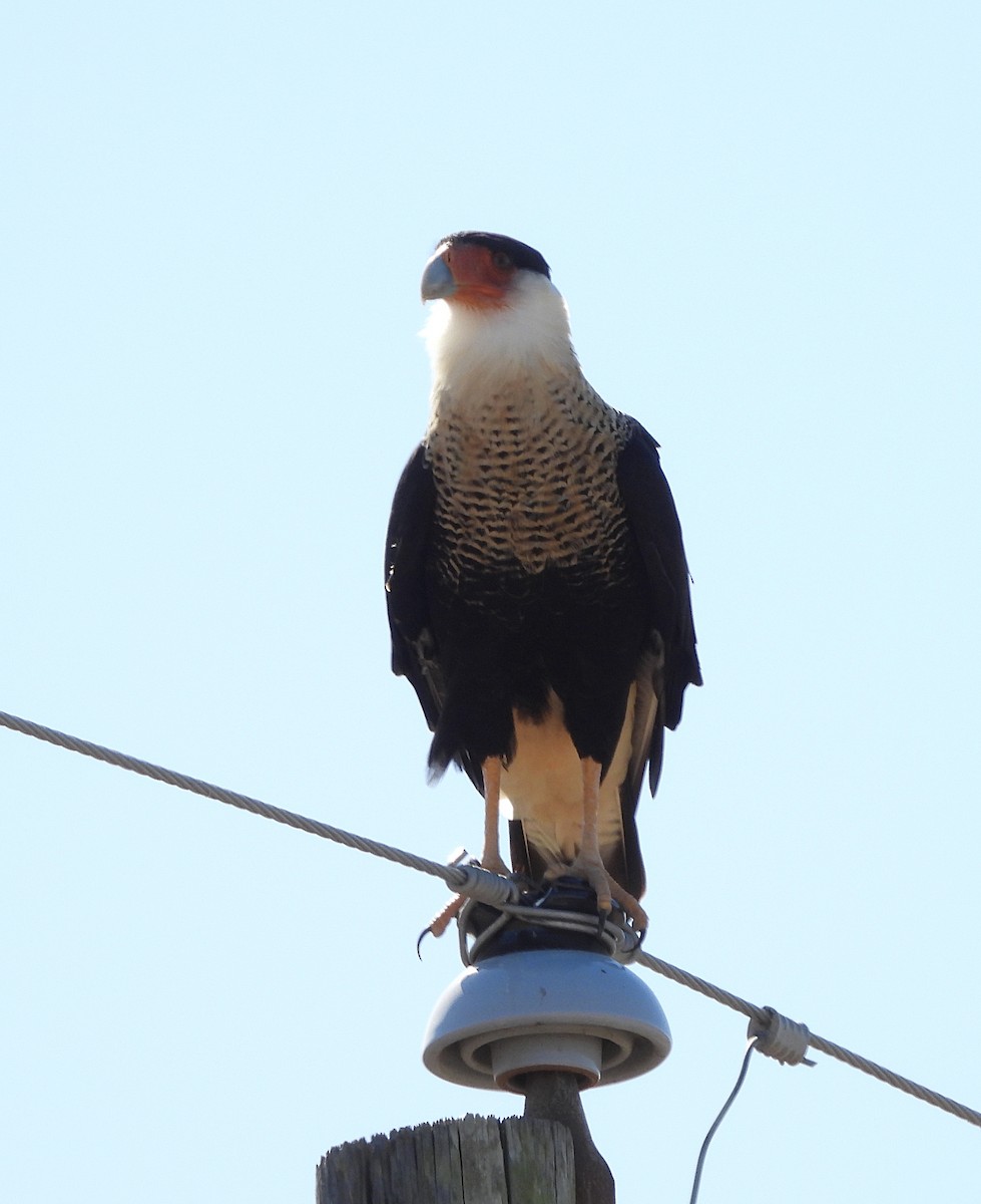 Crested Caracara (Northern) - ML625415355