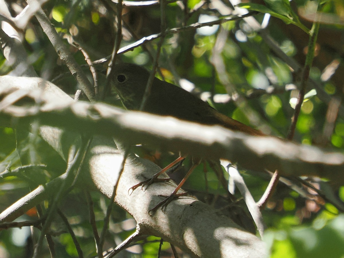 Hermit Thrush - ML625415360