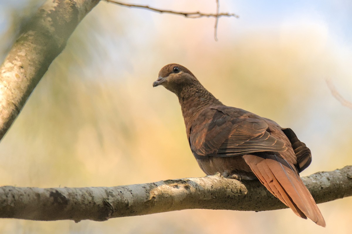 Brown Cuckoo-Dove - ML625415425