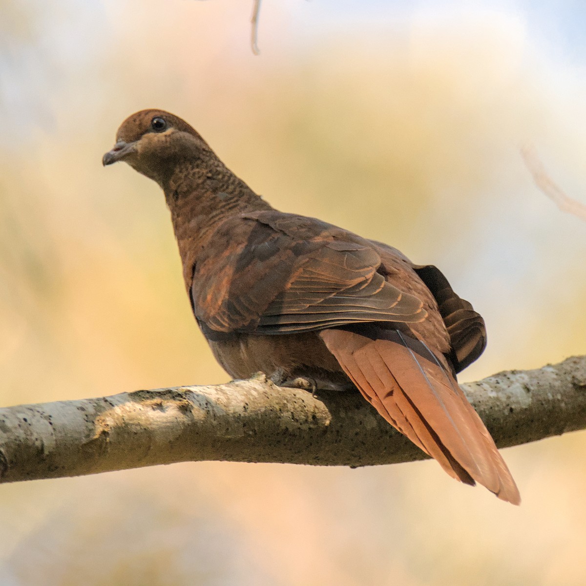 Brown Cuckoo-Dove - ML625415426