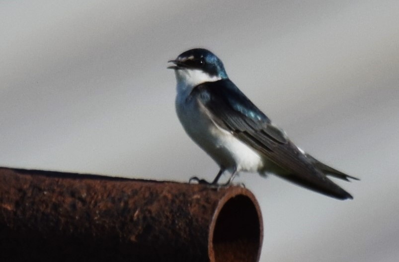 White-rumped Swallow - ML625415435