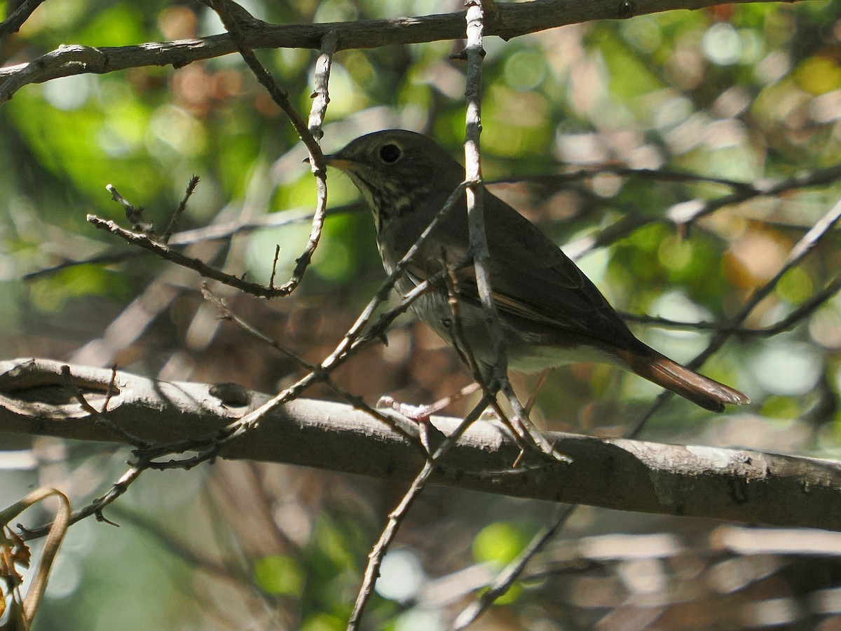 Hermit Thrush - ML625415437