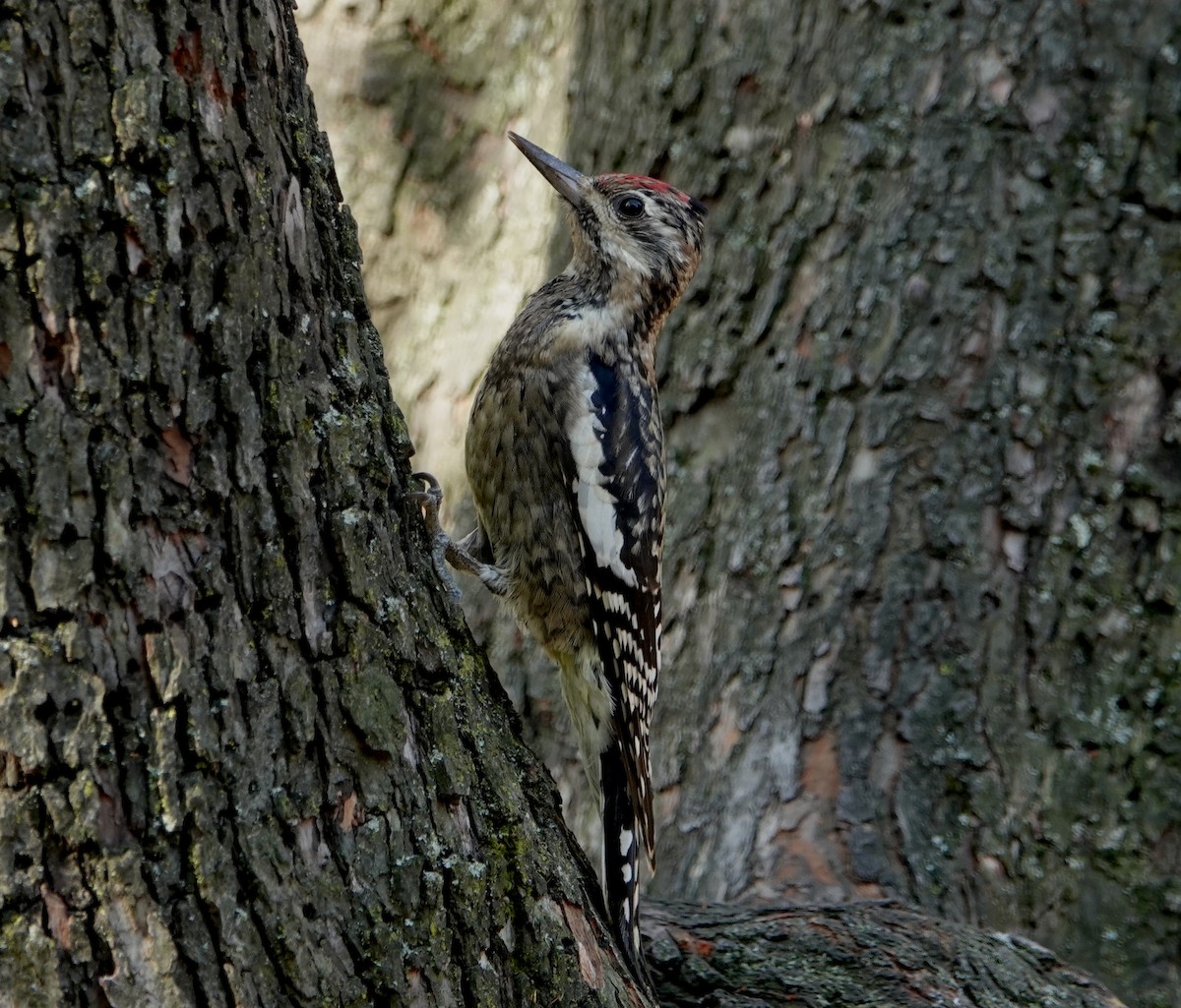 Yellow-bellied Sapsucker - ML625415462