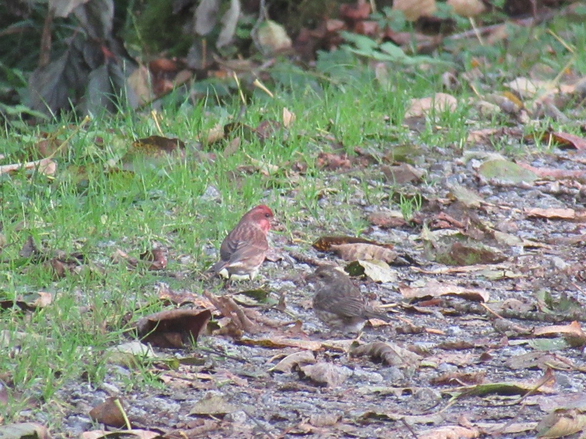 Purple Finch - ML625415468