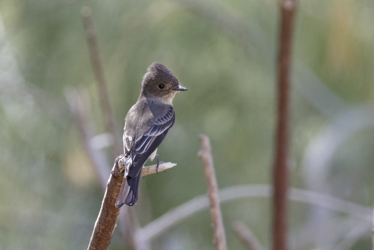 Western Wood-Pewee - ML625415495