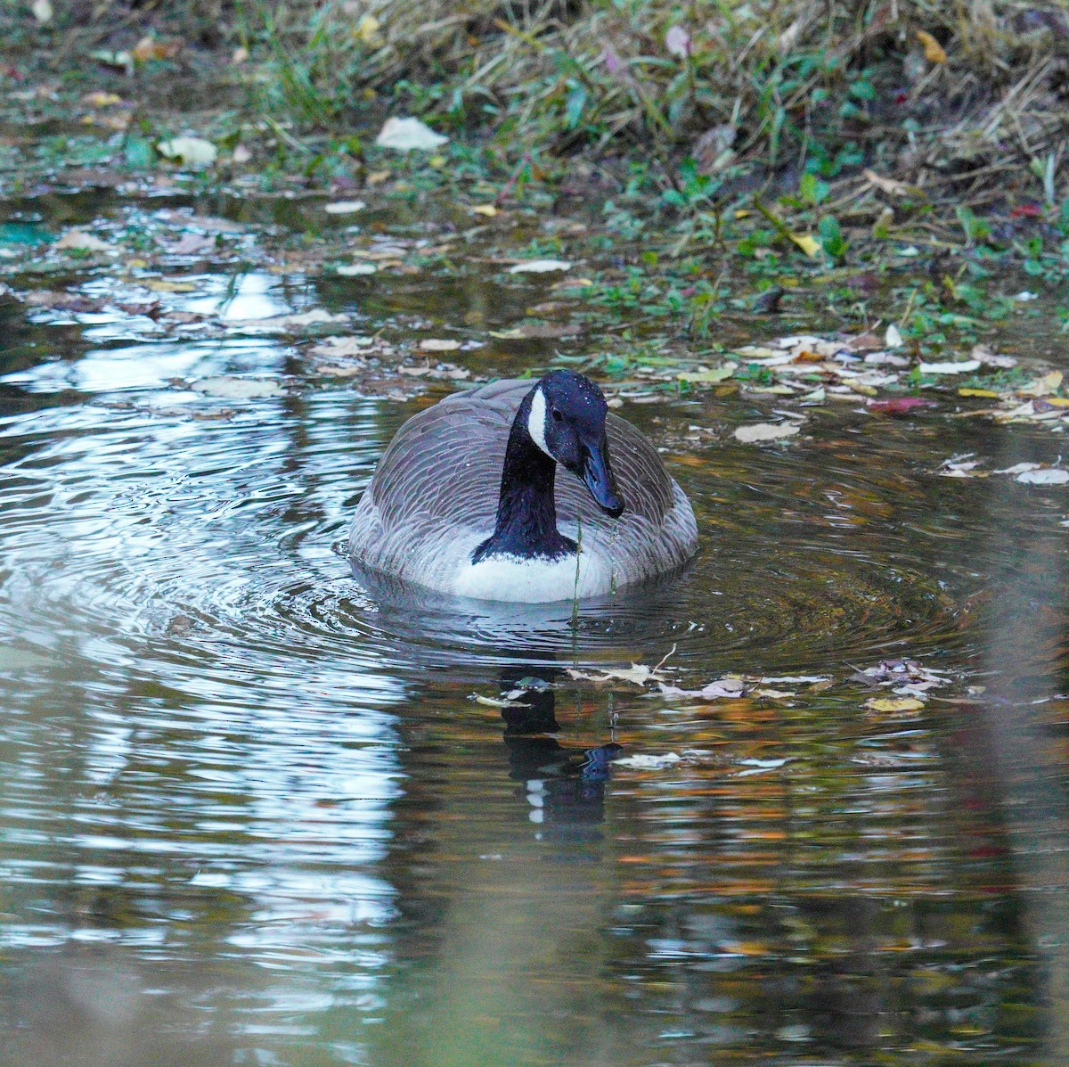 Kanadagans - ML625415541