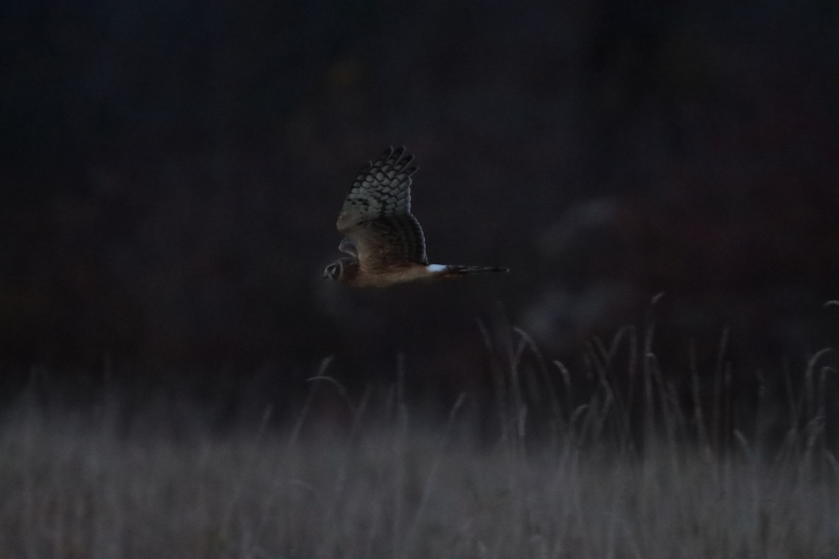 Northern Harrier - ML625415553