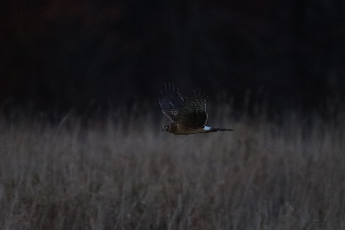 Northern Harrier - ML625415554