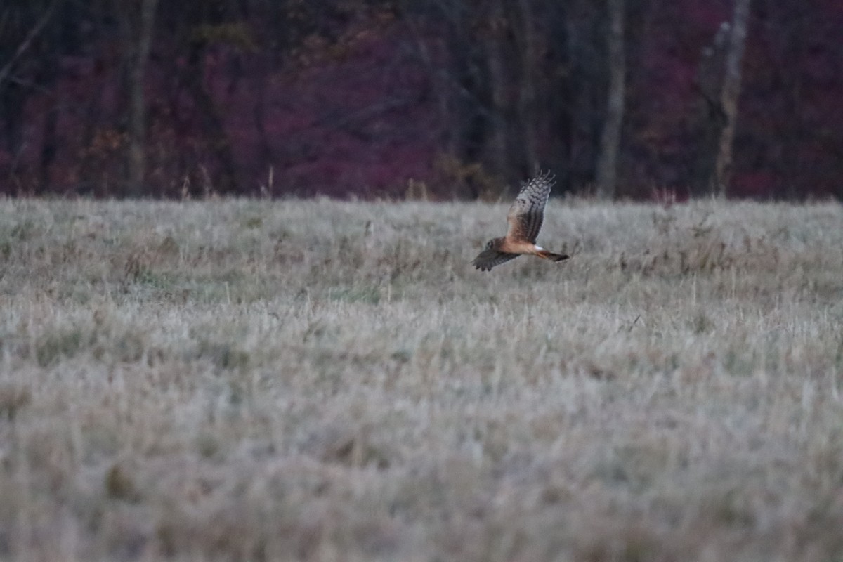 Northern Harrier - ML625415556