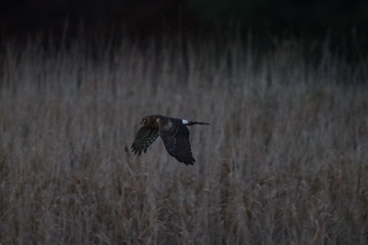 Northern Harrier - ML625415557