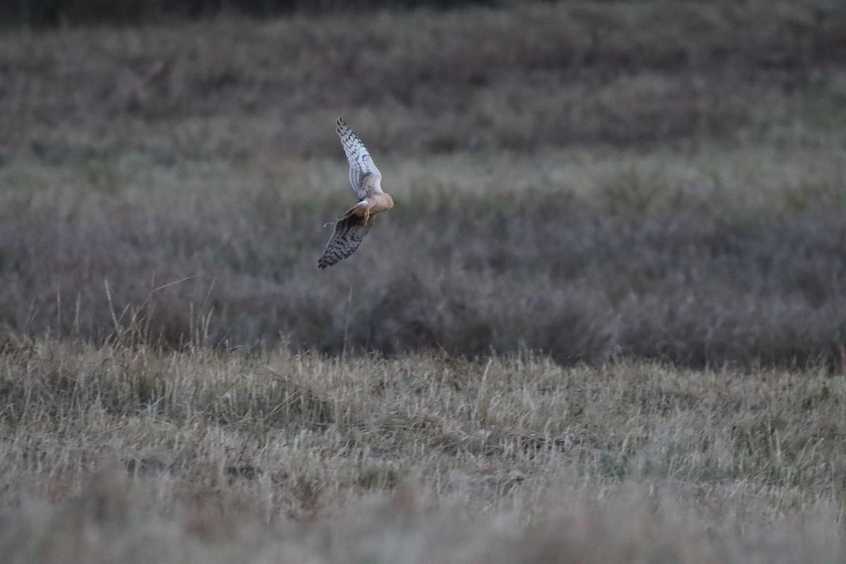 Northern Harrier - ML625415558