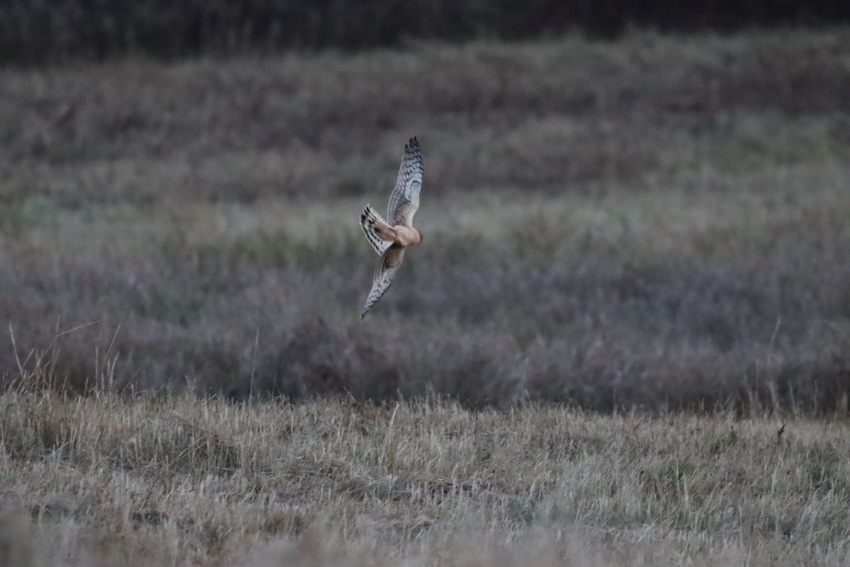 Northern Harrier - ML625415559