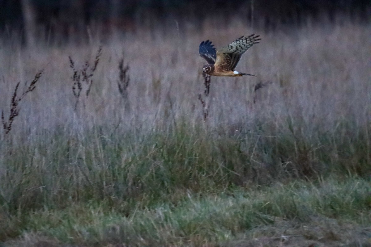 Northern Harrier - ML625415560