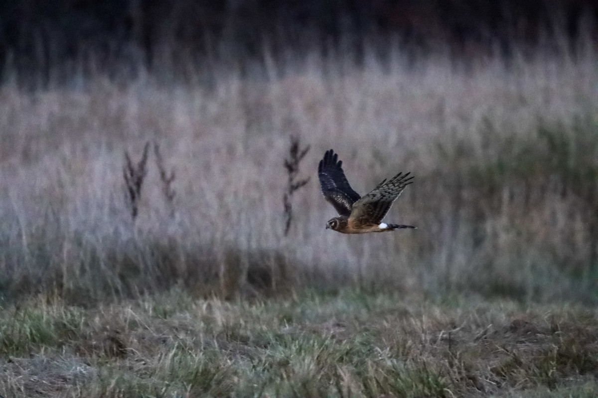 Northern Harrier - ML625415561