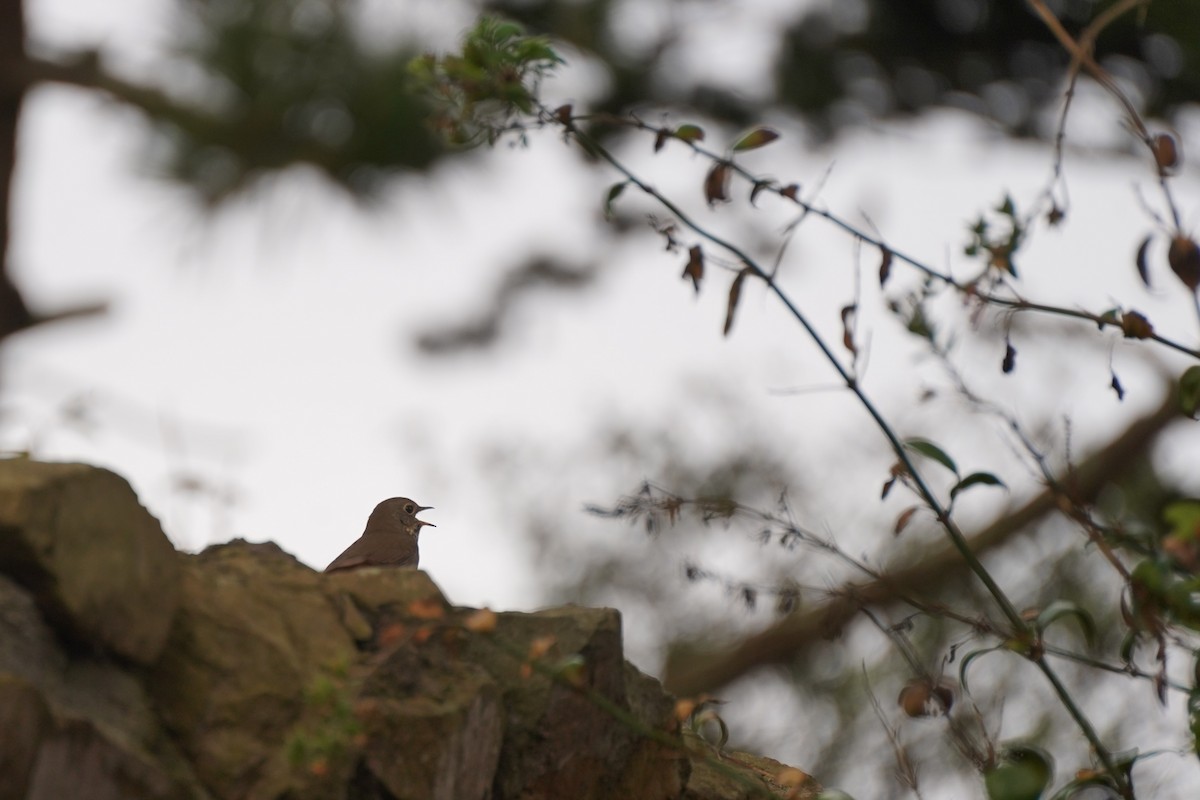 Hermit Thrush - ML625415570