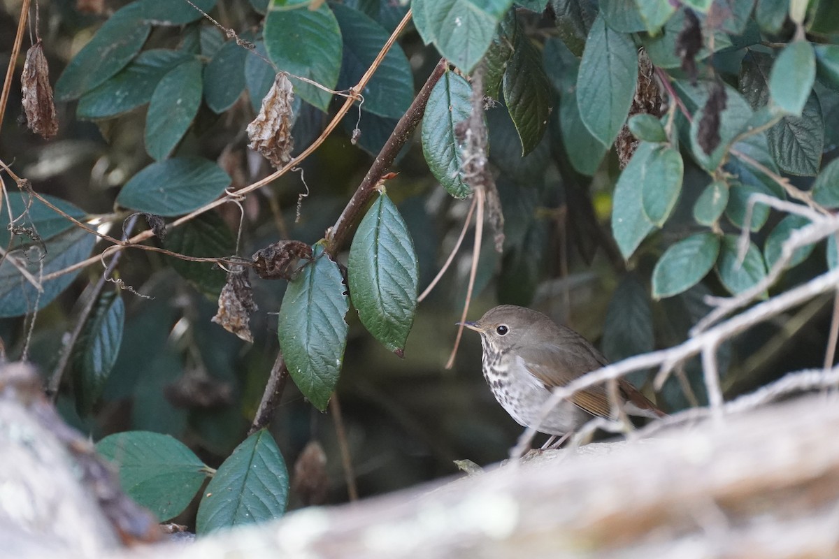 Hermit Thrush - ML625415571