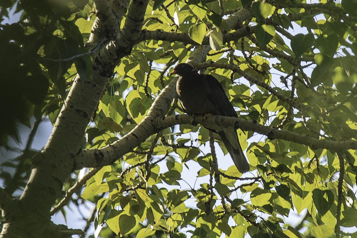 Band-tailed Pigeon - Andrew Hart