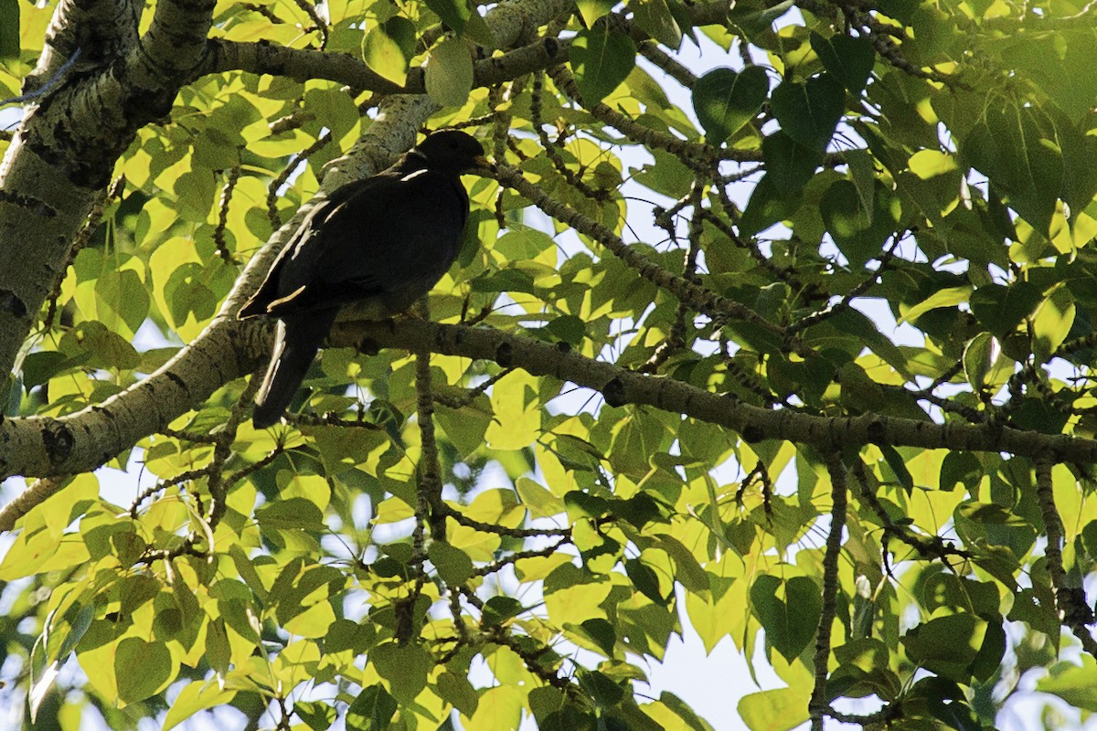 Band-tailed Pigeon - ML62541571