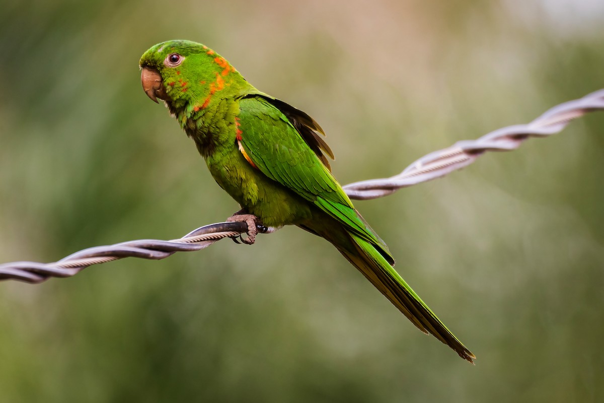 White-eyed Parakeet - ML625415741