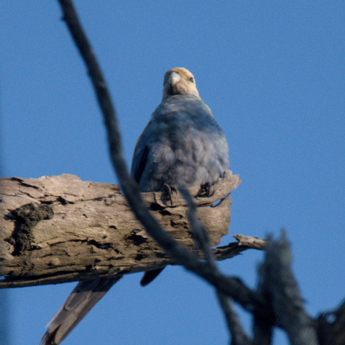 Pale-headed Rosella - Tyler Beutel