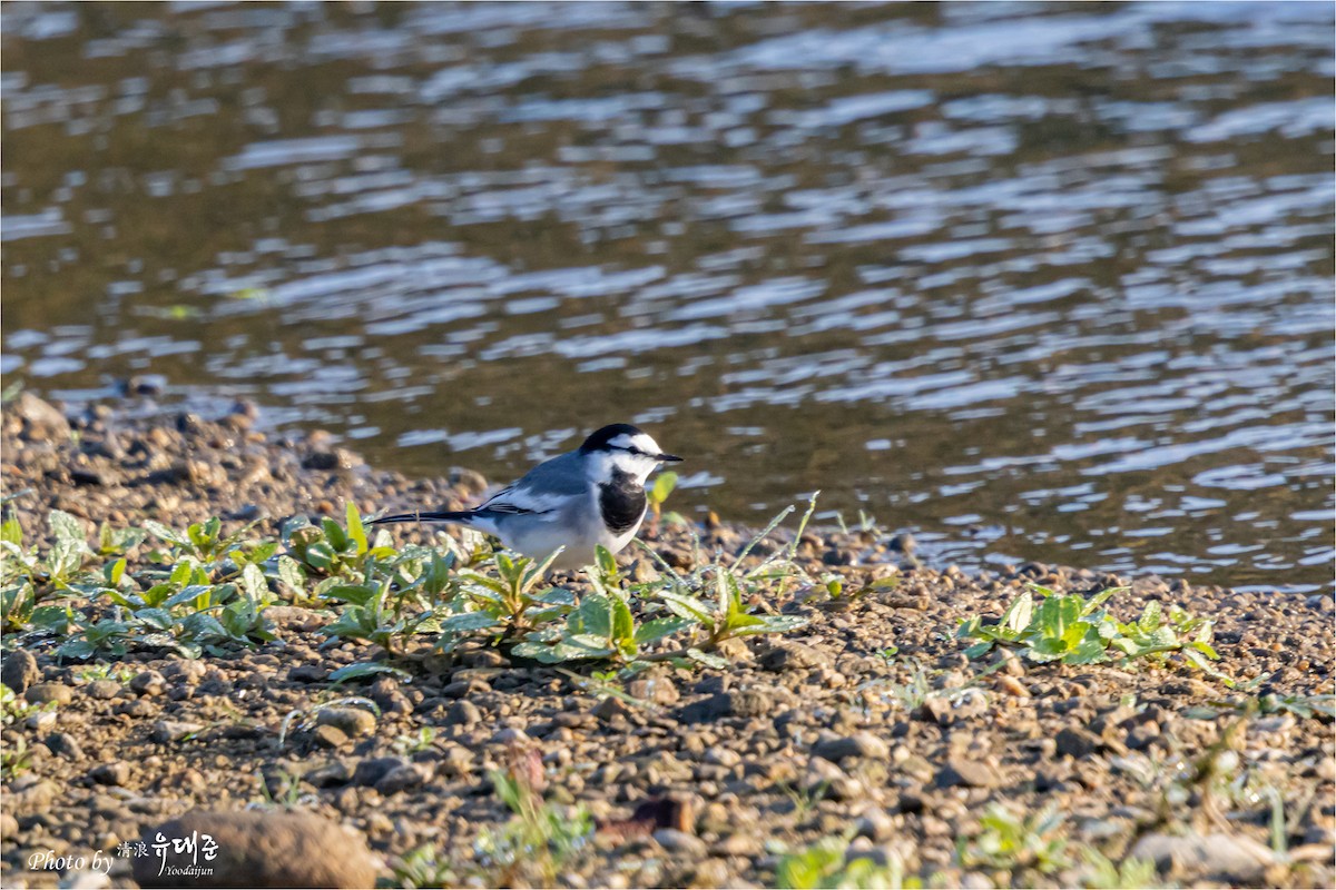 White Wagtail (Black-backed) - ML625415874