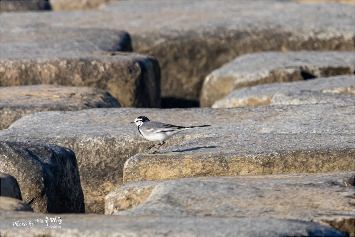 White Wagtail (Black-backed) - ML625415876