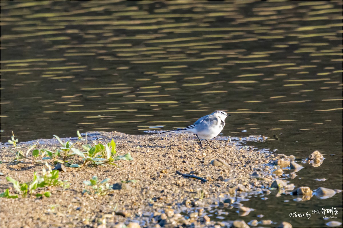 White Wagtail (Black-backed) - ML625415877